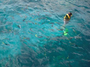 湛藍海水與魚群 這裡就是大堡礁