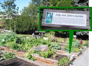 為了打造最"綠"城市，溫哥華市長特別把市政府後方廣場，開闢成市民菜園。