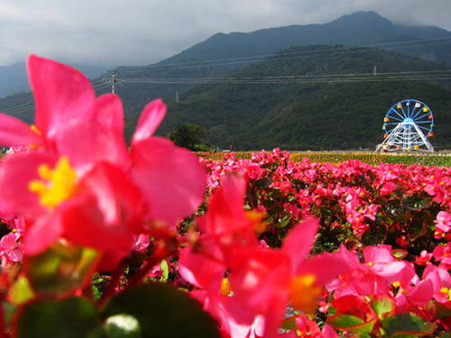 花海