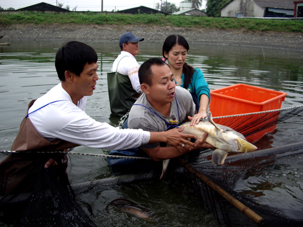 抓鱘龍魚