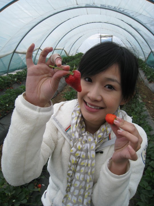 火山草莓